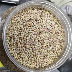 تخم گشنیز (کیلویی)