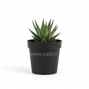 کاکتوس هاوارتیا