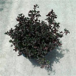 رویال رونده آلترنانترا گیاه گلخانه ای رونده سایز متوسط رنگ سبز و قرمز بنفش