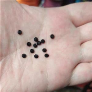 سنگ اتریشی مشکی چسبی اتویی 3 میل 10 گرم