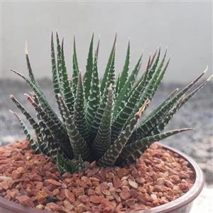 هاوارتیا زبرا پاجوشدار