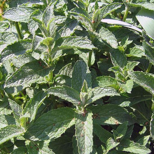 عرق پونه (یارپوز)