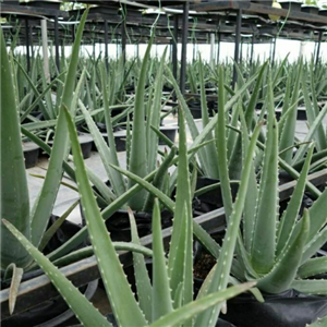 روغن آلوئورا آلوئه ورا اصل 20 سی سی