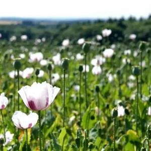 روغن خشخاش خالص 60 cc( سه تا بخر یکی هدیه بگیر)