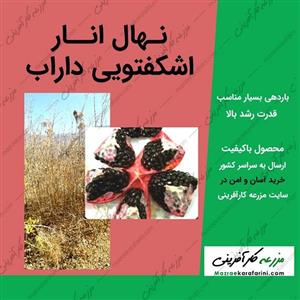 نهال انار اشکفتویی داراب