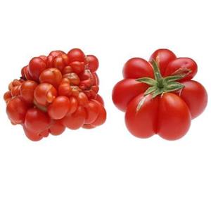 بذر گوجه فرنگی مسافرین 10 عددی