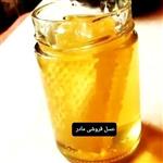 عسل طبیعی کلزا 1کیلوگرم(عسل  مادر )