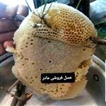 عسل وحشی شاخه ای2کیلوگرم(عسل مادر 