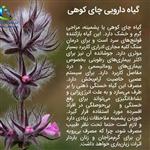 چای کوهی ممتاز 100 گرمی داروخانه گیاهی حیات