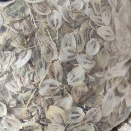 برگ گلپر فله ای