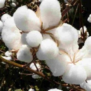 عسل گل پنبه شهد1کیلویی(عسل  بهاره سبلان سرعین)