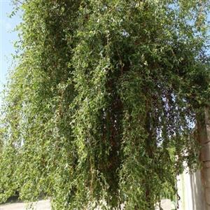 بید فری(ارسال کمتر از 5 عدد امکان ندارد )