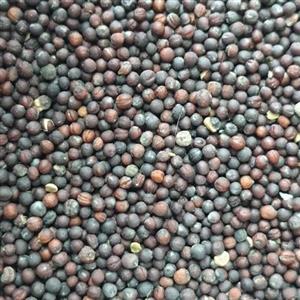 تخم ترب 38 گرمی