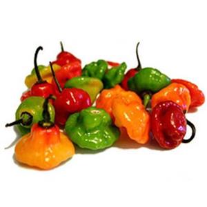 بذر فلفل اجی دو سی میکس 10 عددی