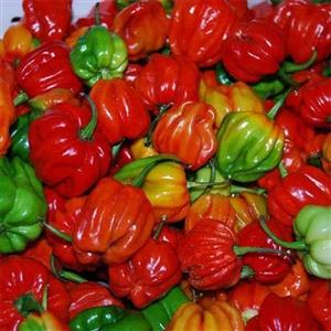 بذر فلفل اجی دو سی قرمز 10عددی