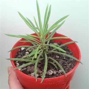 گل آگاو ژیمینی فلورا سوزنی