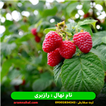 نهال رازبری قرمز