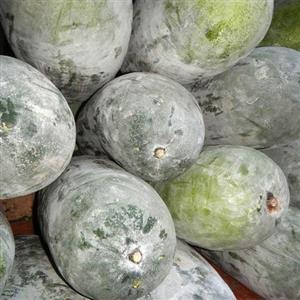 بذر کدو واکسی (خربزه زمستانی) 5عددی