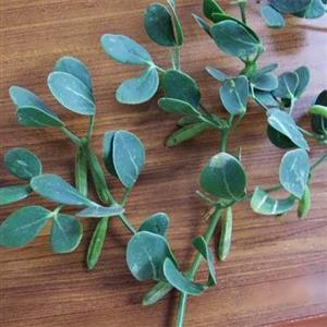 بذر قیچ خالص 1 گرمی