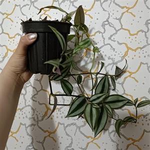 برگ بیدی چشم آهویی