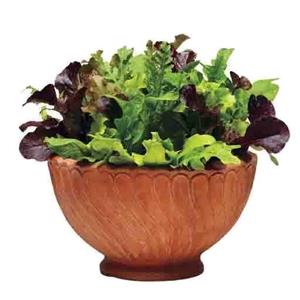 بذر سبزیجات سالاد میکس 2 گرمی