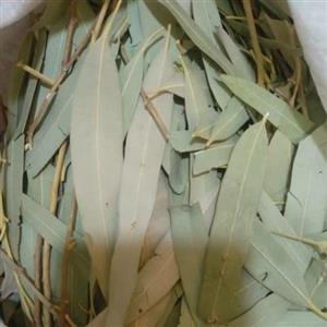 برگ خشک اکالیپتوس درجه یک داهاتی  300 گرمی