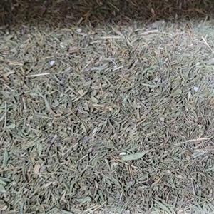 آویشن برگ باریک