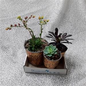 گلدانهای کاکتوس انرژی مثبت(پک سه تایی  24 ساعته)