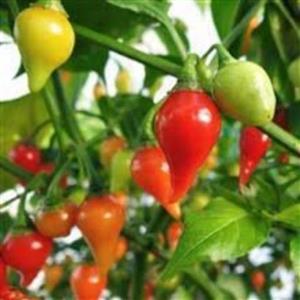 بذر فلفل بیکیونهو قرمز 10عددی