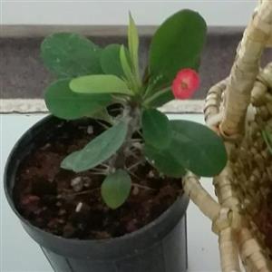 گل مرجان مینیاتوری