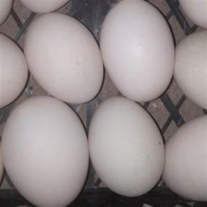 تخم اردک مصری (50عددی)