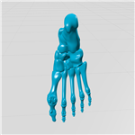 مولاژ  سه بعدی پا و اندام تحتانی (foot and lower extremity)