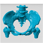 مولاژ سه بعدی لگن به صورت یکپارچه و جدا از هم (pelvic)