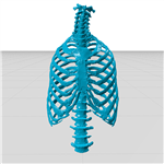 فایل مولاژ سه بعدی استخوان های دنده و ستون مهره (ribcage and spine)