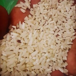 برنج لاشه طارم هاشمی فله