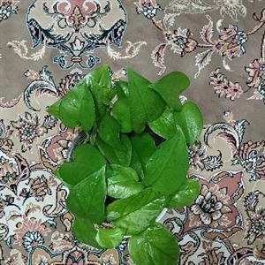 گیاه طبیعی پتوس سبز کد 101