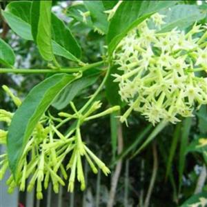 گل محبوب شب(یاس شب) معطر