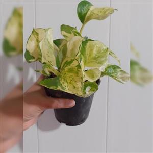 گل پتوس منجولا 2 بوته (هزینه ارسال پس کرایه)