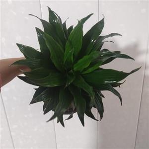 گیاه دراسینا کامپکت (Dracaena Compacta)