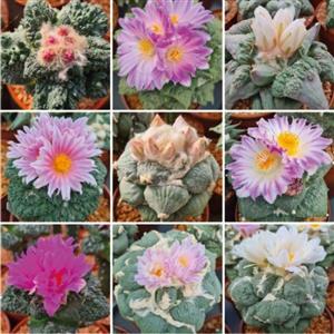بذر کاکتوس آریوکارپوس خاص و کمیاب میکس بسته ۱۰ عددی