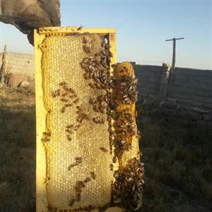 عسل در قاب چوبی 10 تایی  بصرفه از زنبوردار
