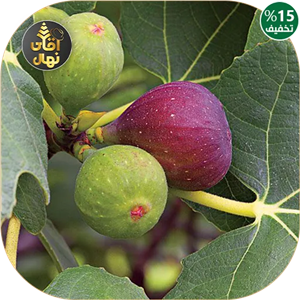 نهال انجیر  دیم استهبان حداقل (پس کرایه)