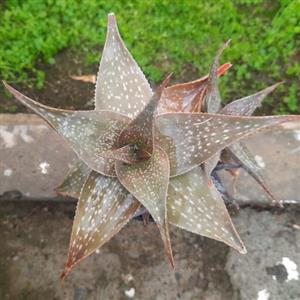 کاکتوس آلوئه کلکسیونی خاص