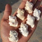 صدف مورکس دریای خلیج فارس سایز  درشتصد در صد طبیعیشاهکار خلقتکاملا تمیز بدون بومختص کارهای تزئینی و ساخت زیور  آلات