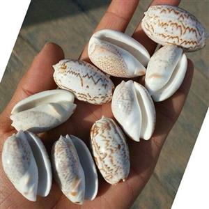 صدف پسته ای دریایی سایز بسیار درشتصددر صد طبیعیشاهکار خلقتکاملا تمیز و بدون بومختص کارهای تزئینی و ساخت زیور آلات