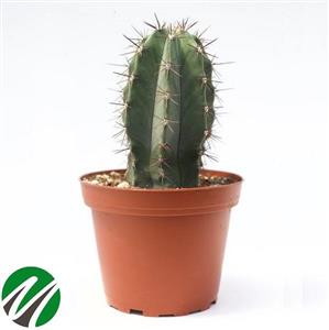 بذر کاکتوس پایه نقره ای بسته ۱۰ عددی