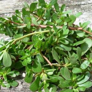 برگ خرفه خشک 100 گرم مناسب دیابتی ها .تصفیه خون