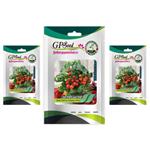 بذر گوجه چری پاکوتاه قرمز گلدانی گلبرگ پامچال کد GPF-207 مجموعه 3 عددی