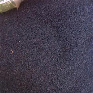 چایی کله مورچه