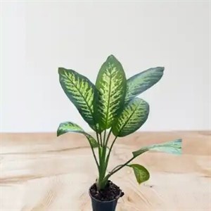 گل آپارتمانی دیفن باخیا